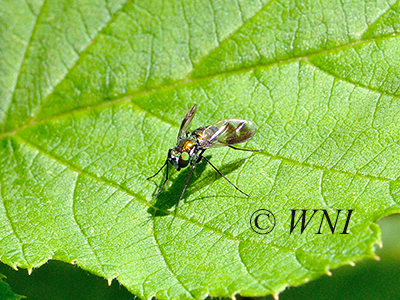 Condylostylus patibulatus (Dolichopodidae, Diptera)